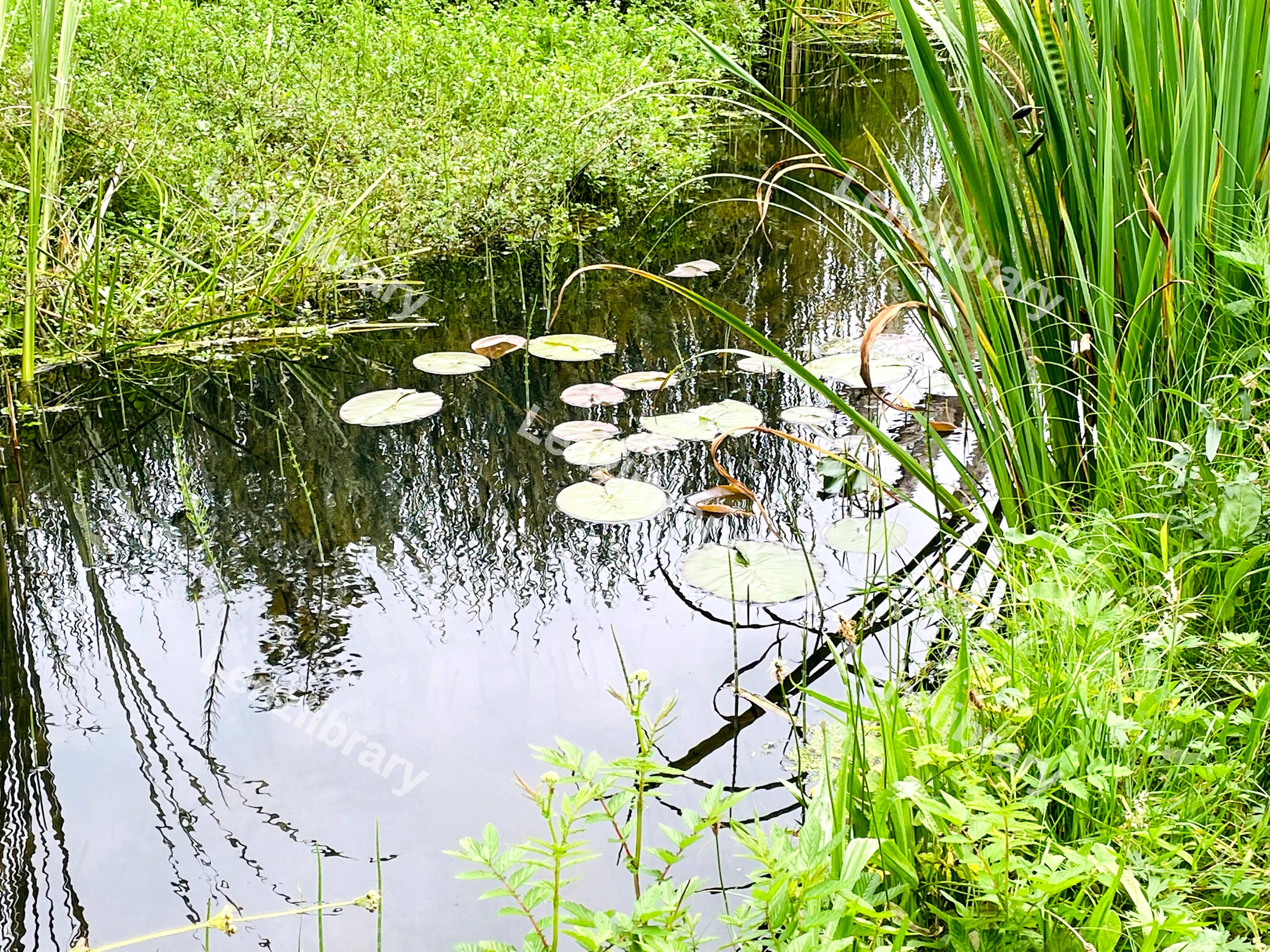 Pond With Lili pads